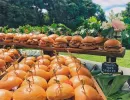 wedding sliders